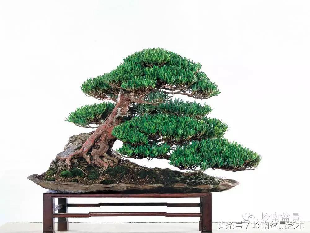 罗汉松品种哪种最好（盘点各种珍稀罗汉松品种）