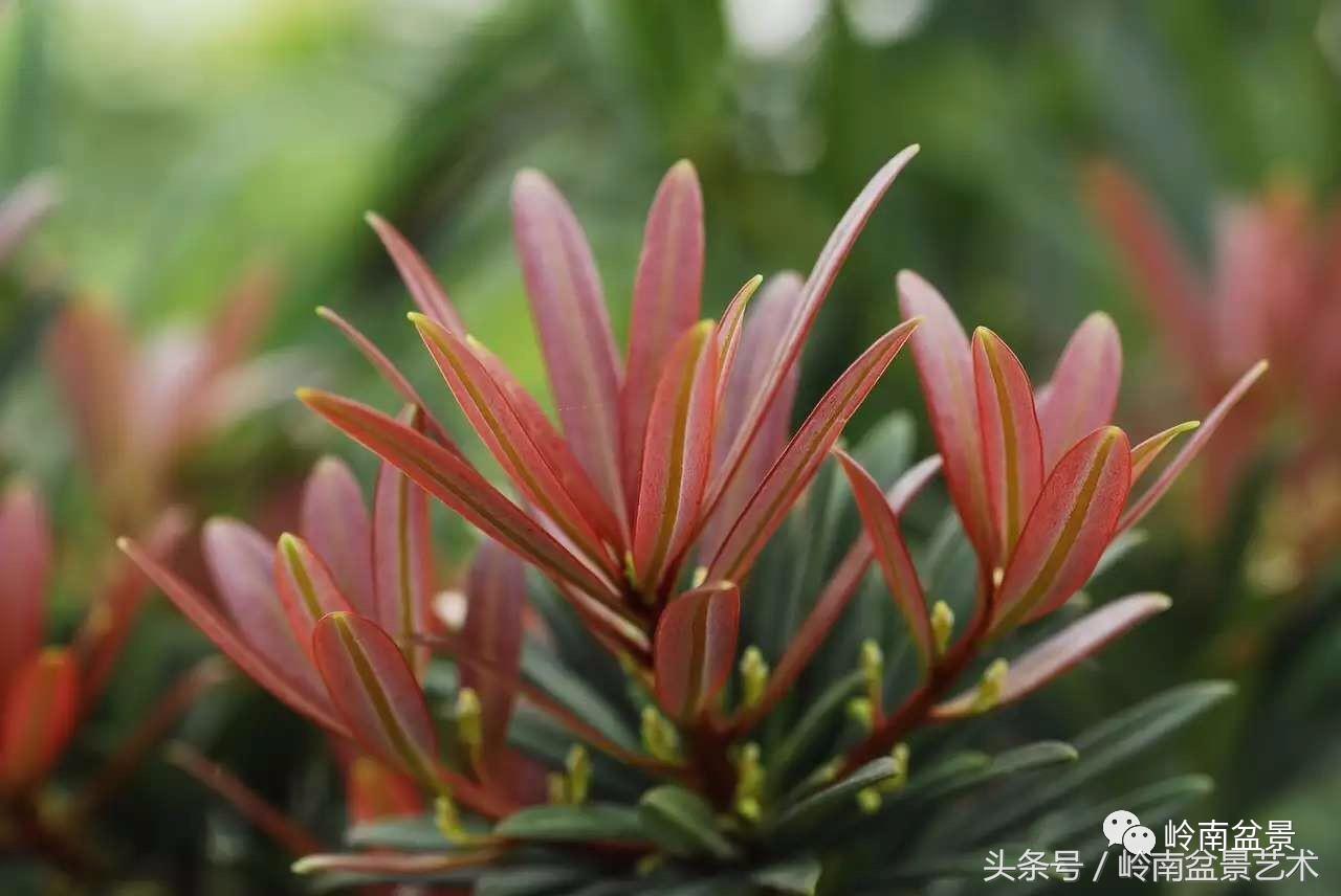 罗汉松品种哪种最好（盘点各种珍稀罗汉松品种）