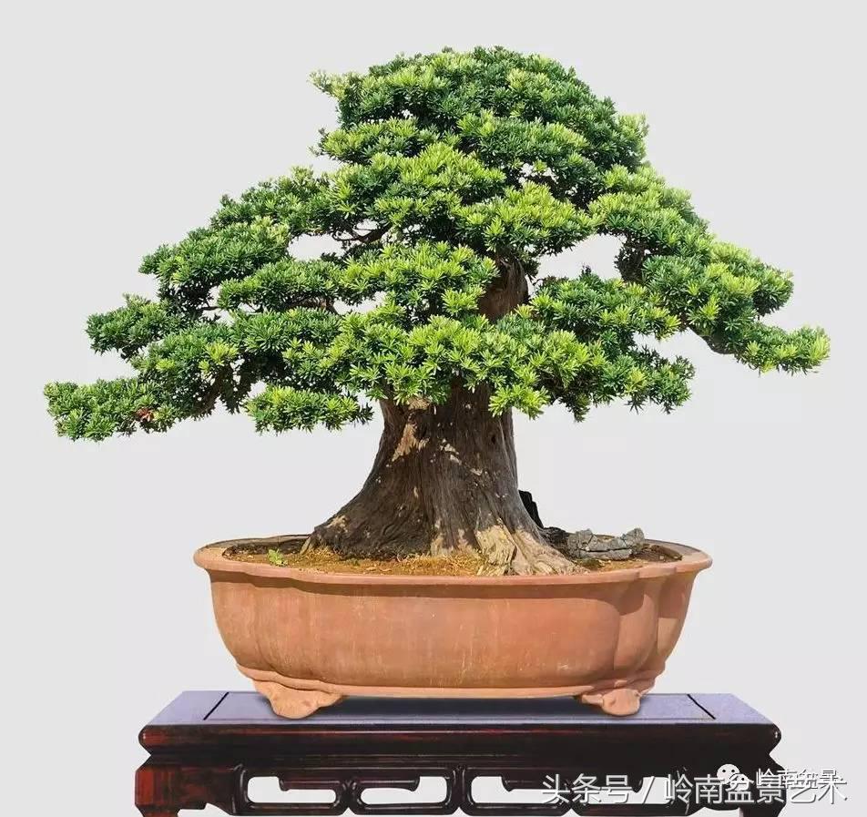 罗汉松品种哪种最好（盘点各种珍稀罗汉松品种）