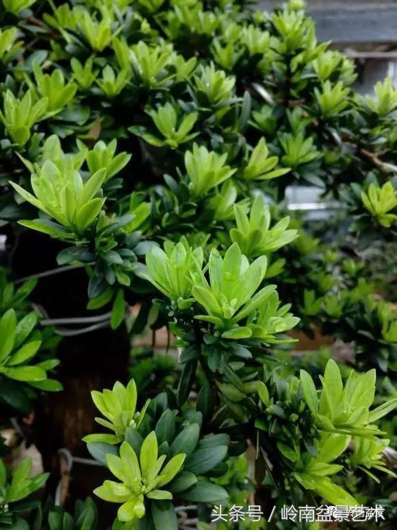 罗汉松品种哪种最好（盘点各种珍稀罗汉松品种）