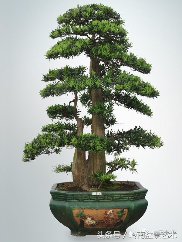 罗汉松品种哪种最好（盘点各种珍稀罗汉松品种）