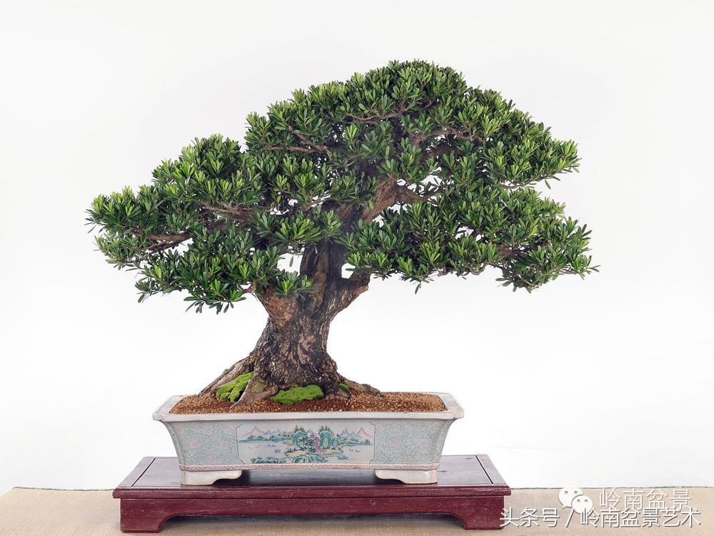 罗汉松品种哪种最好（盘点各种珍稀罗汉松品种）