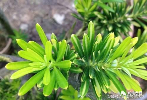 罗汉松品种哪种最好（盘点各种珍稀罗汉松品种）