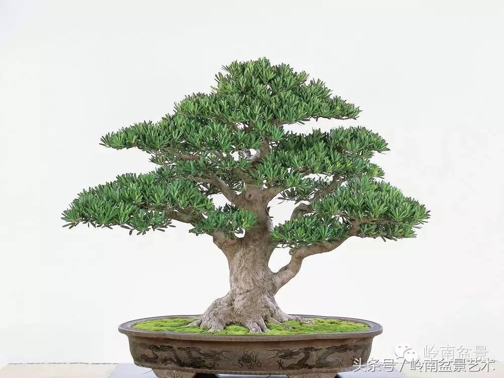 罗汉松品种哪种最好（盘点各种珍稀罗汉松品种）