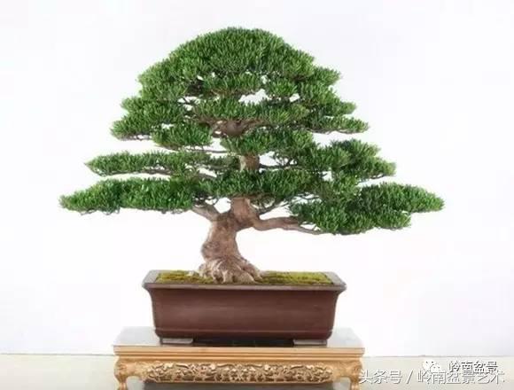 罗汉松品种哪种最好（盘点各种珍稀罗汉松品种）