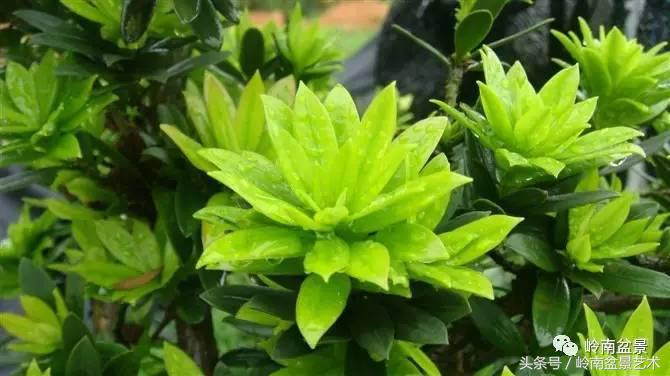 罗汉松品种哪种最好（盘点各种珍稀罗汉松品种）