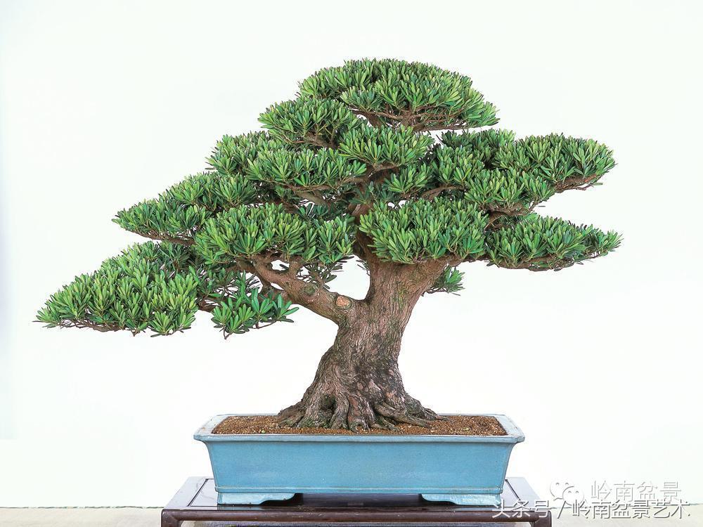 罗汉松品种哪种最好（盘点各种珍稀罗汉松品种）