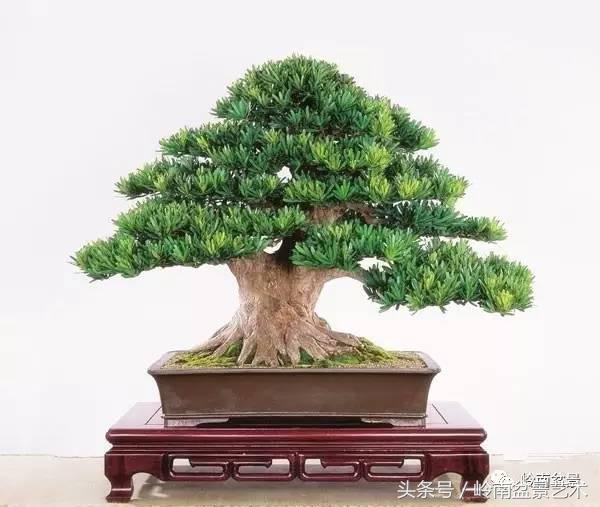 罗汉松品种哪种最好（盘点各种珍稀罗汉松品种）