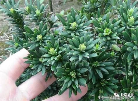 罗汉松品种哪种最好（盘点各种珍稀罗汉松品种）