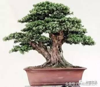 罗汉松品种哪种最好（盘点各种珍稀罗汉松品种）