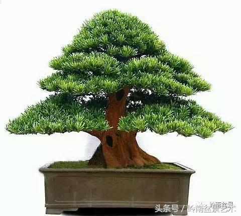 罗汉松品种哪种最好（盘点各种珍稀罗汉松品种）