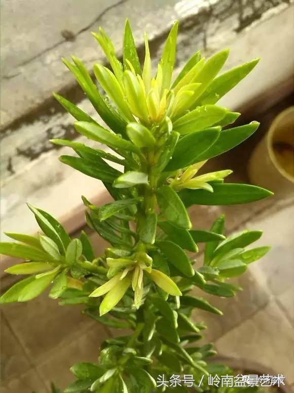 罗汉松品种哪种最好（盘点各种珍稀罗汉松品种）