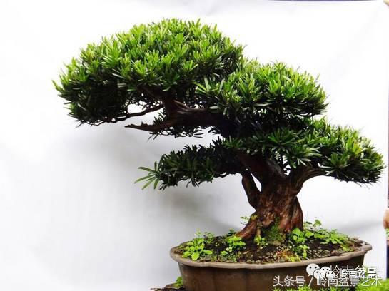 罗汉松品种哪种最好（盘点各种珍稀罗汉松品种）