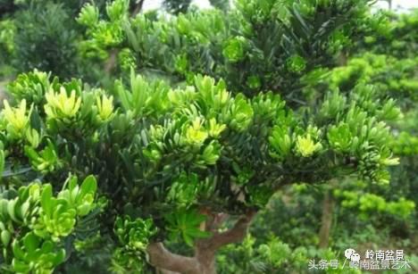 罗汉松品种哪种最好（盘点各种珍稀罗汉松品种）