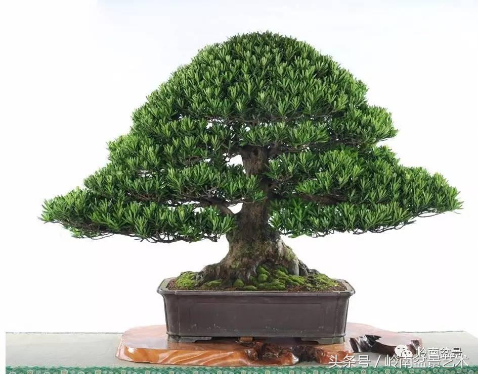 罗汉松品种哪种最好（盘点各种珍稀罗汉松品种）