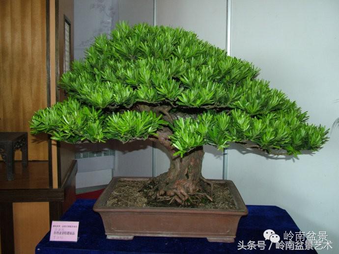 罗汉松品种哪种最好（盘点各种珍稀罗汉松品种）