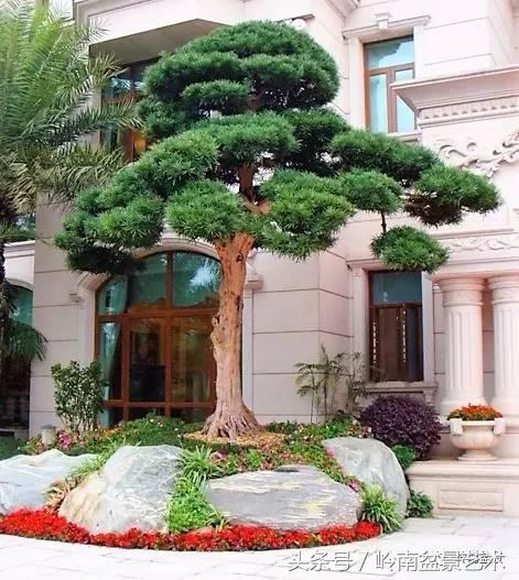 罗汉松品种哪种最好（盘点各种珍稀罗汉松品种）