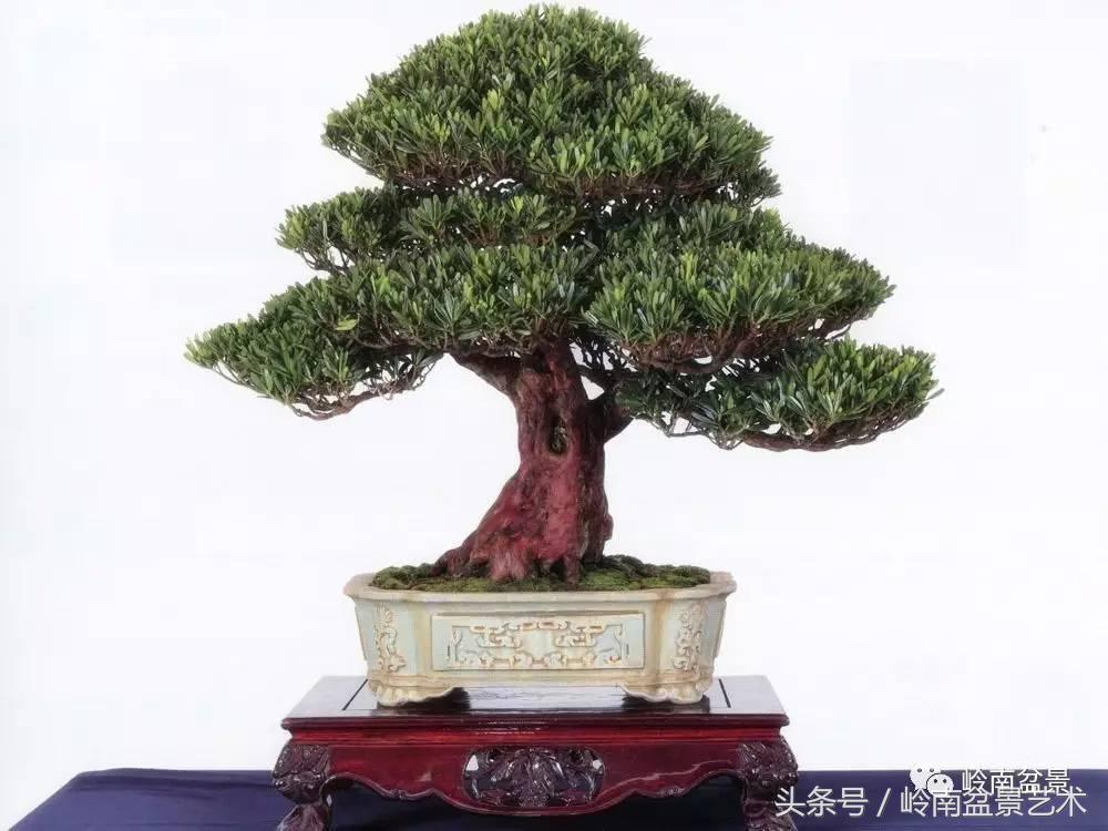 罗汉松品种哪种最好（盘点各种珍稀罗汉松品种）