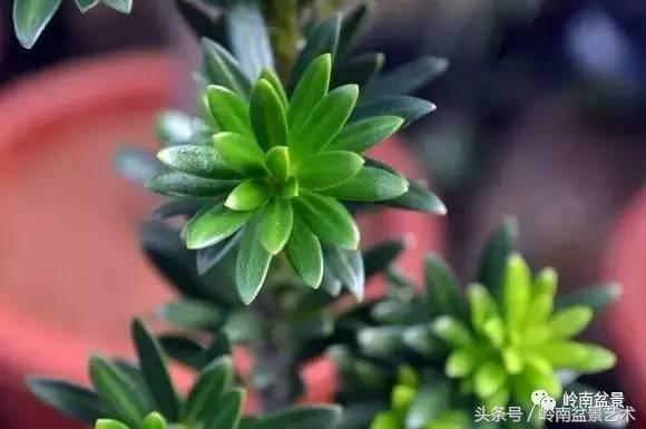 罗汉松品种哪种最好（盘点各种珍稀罗汉松品种）