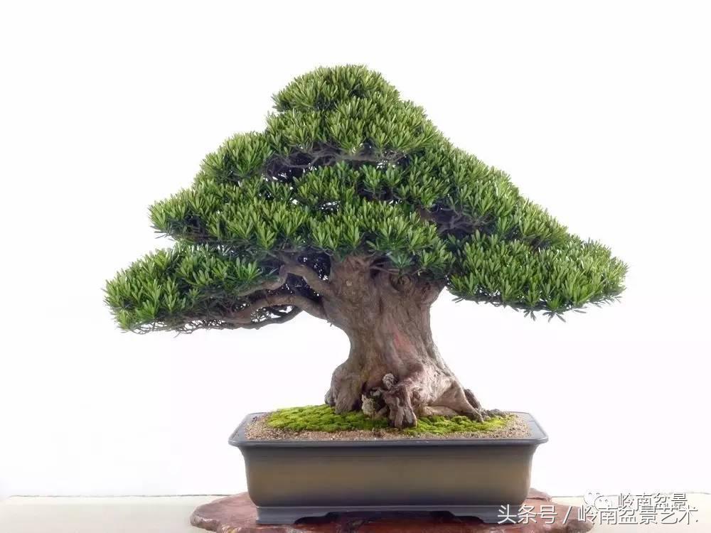 罗汉松品种哪种最好（盘点各种珍稀罗汉松品种）