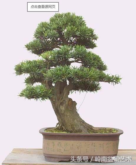 罗汉松品种哪种最好（盘点各种珍稀罗汉松品种）