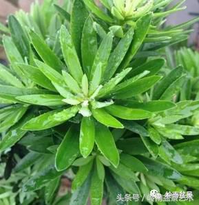 罗汉松品种哪种最好（盘点各种珍稀罗汉松品种）