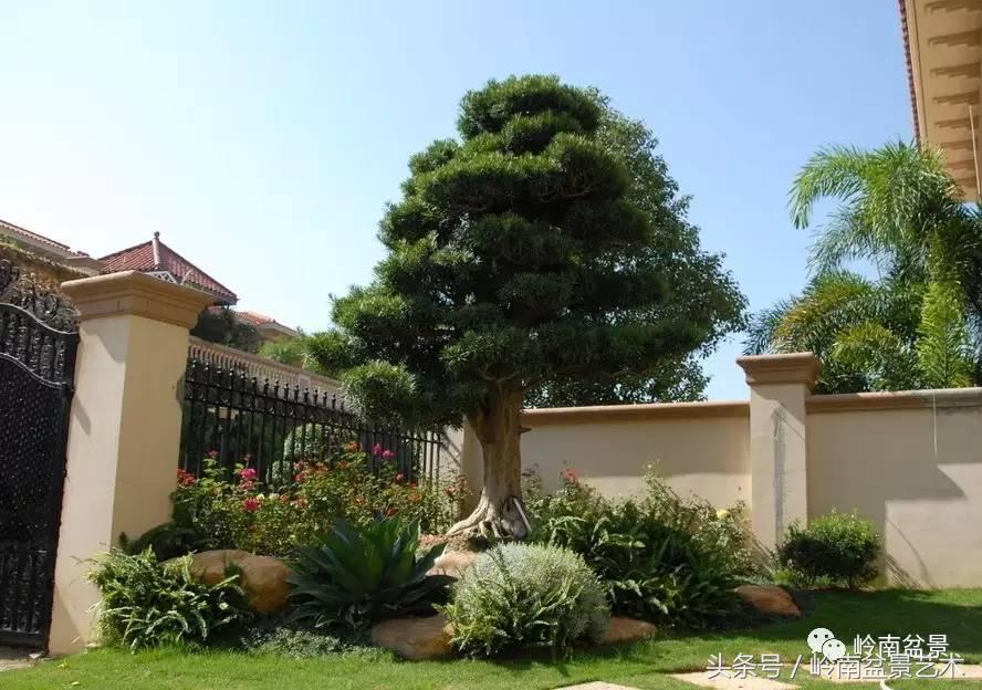 罗汉松品种哪种最好（盘点各种珍稀罗汉松品种）