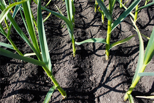 蒜苗怎么处理才能不黄(蒜苗叶子发黄是什么原因)