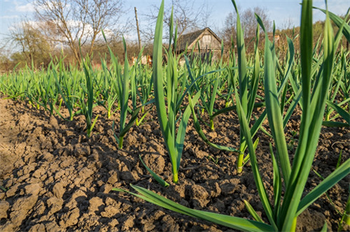 蒜苗怎么处理才能不黄(蒜苗叶子发黄是什么原因)