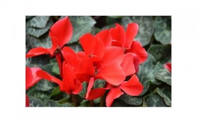 ​追女生技巧和方法