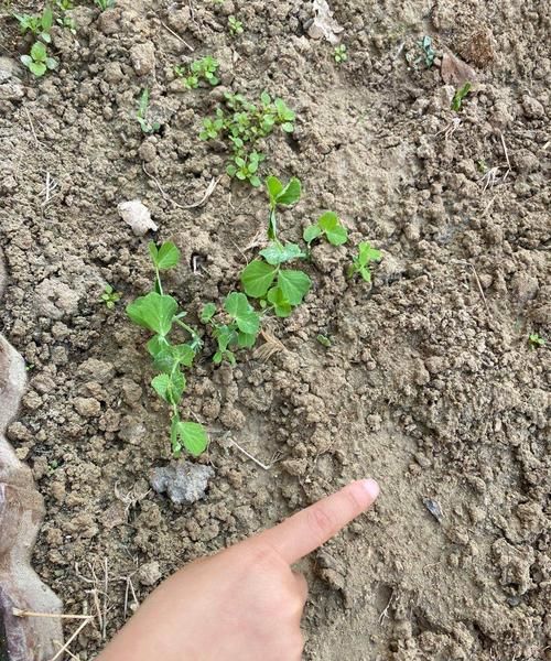 四季豆种植几天会发芽