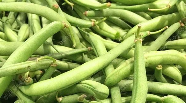 四季豆结完一波还会再结吗