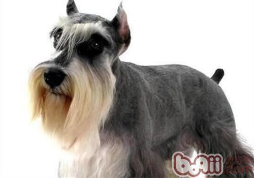 不掉毛的温顺的狗狗有哪些(盘点10种最不会脱毛的狗狗)(7)