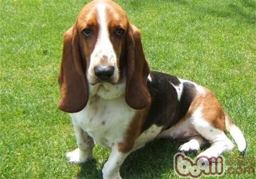 不掉毛的温顺的狗狗有哪些(盘点10种最不会脱毛的狗狗)(10)