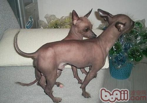 不掉毛的温顺的狗狗有哪些(盘点10种最不会脱毛的狗狗)(2)