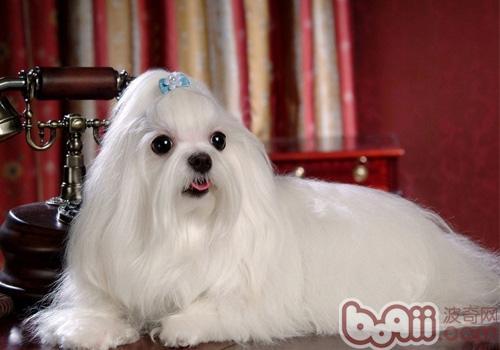 不掉毛的温顺的狗狗有哪些(盘点10种最不会脱毛的狗狗)(6)