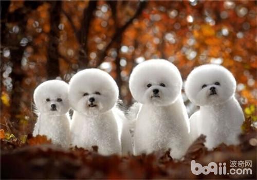 不掉毛的温顺的狗狗有哪些(盘点10种最不会脱毛的狗狗)(8)