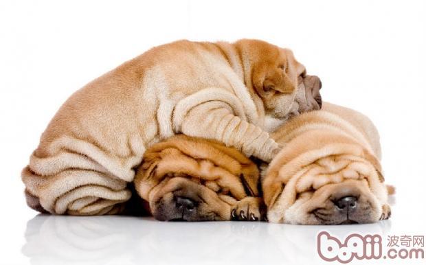 不掉毛的温顺的狗狗有哪些(盘点10种最不会脱毛的狗狗)(3)