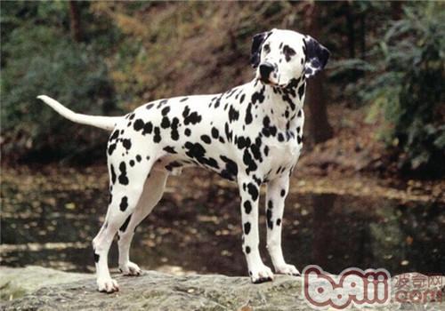 不掉毛的温顺的狗狗有哪些(盘点10种最不会脱毛的狗狗)(11)