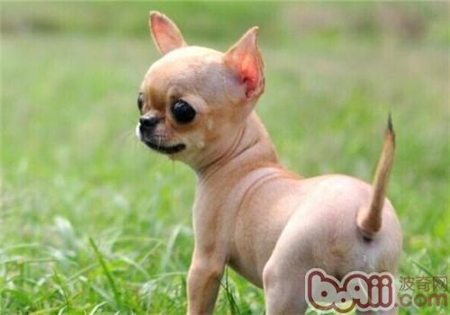 不掉毛的温顺的狗狗有哪些(盘点10种最不会脱毛的狗狗)(1)