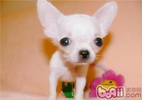 不掉毛的温顺的狗狗有哪些(盘点10种最不会脱毛的狗狗)(5)