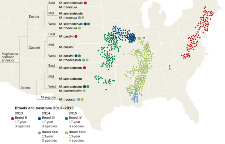 蝉的寿命（生物界奇特物种群体“周期蝉”讲解）