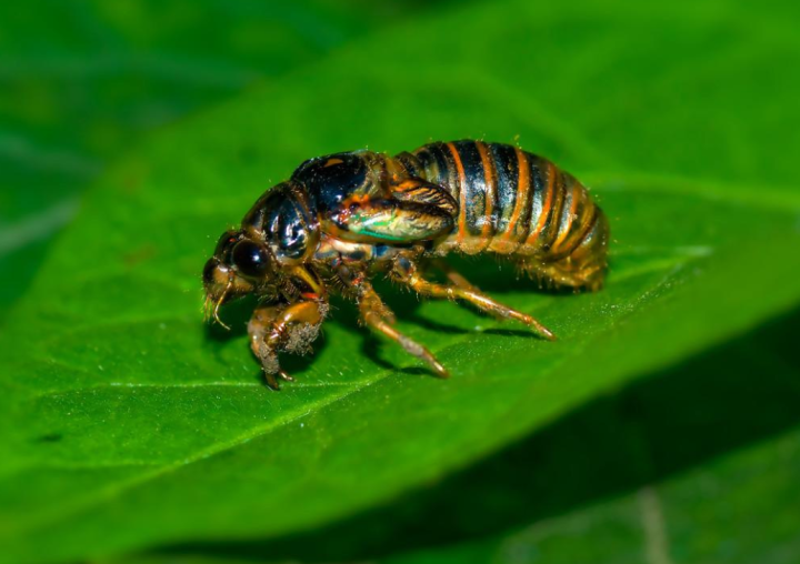 蝉的寿命（生物界奇特物种群体“周期蝉”讲解）