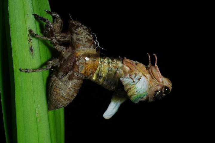 蝉的寿命（生物界奇特物种群体“周期蝉”讲解）