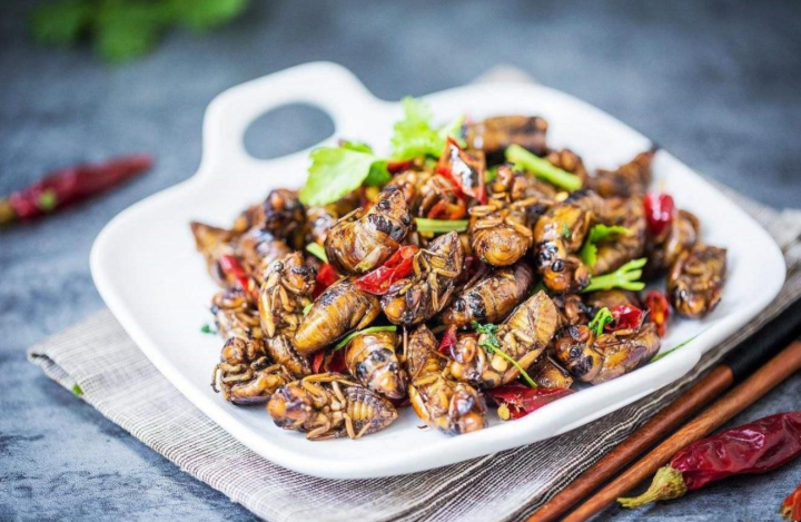 蝉的寿命（生物界奇特物种群体“周期蝉”讲解）