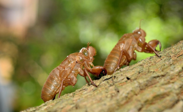 蝉的寿命（生物界奇特物种群体“周期蝉”讲解）