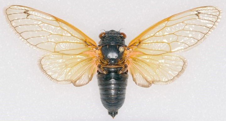 蝉的寿命（生物界奇特物种群体“周期蝉”讲解）