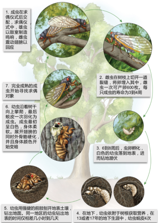 蝉的寿命（生物界奇特物种群体“周期蝉”讲解）