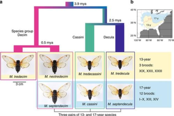 蝉的寿命（生物界奇特物种群体“周期蝉”讲解）