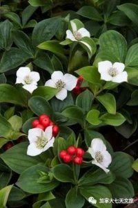 ​加拿大的国花，代表各省的花草